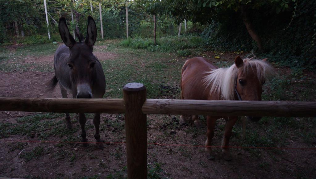 Agriturismo Fior Di Pesco Hotel Sommacampagna Eksteriør billede
