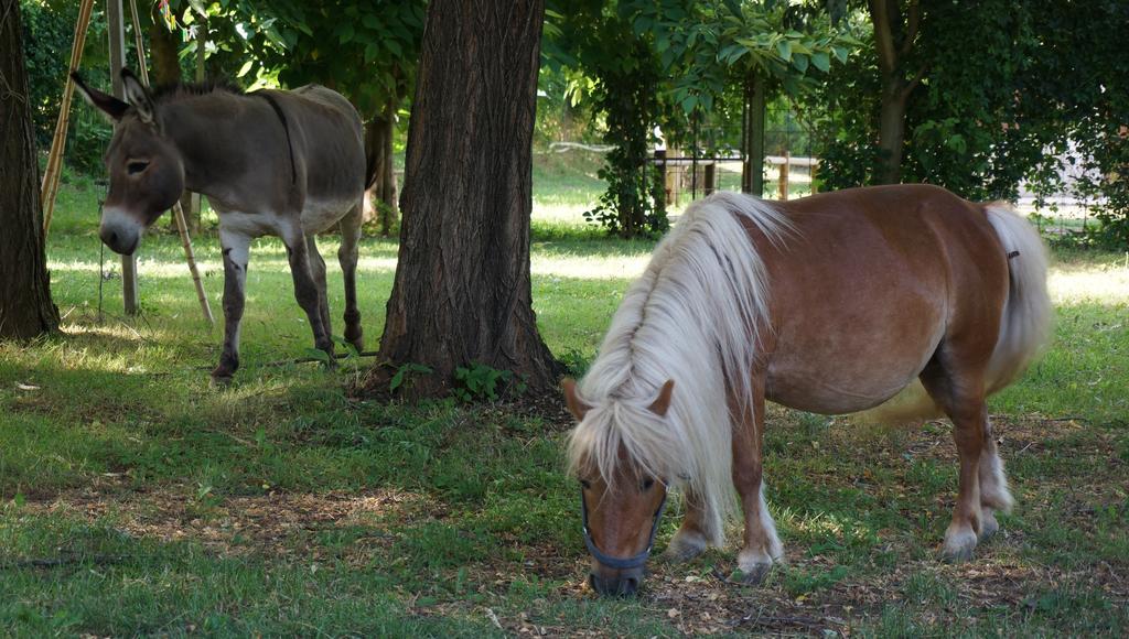 Agriturismo Fior Di Pesco Hotel Sommacampagna Eksteriør billede